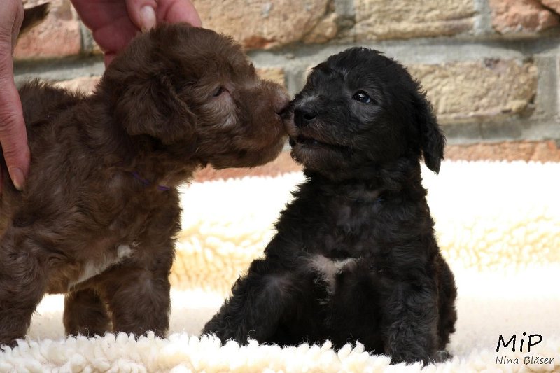 2011-05-28 Puppies Candy & Svet (46).jpg